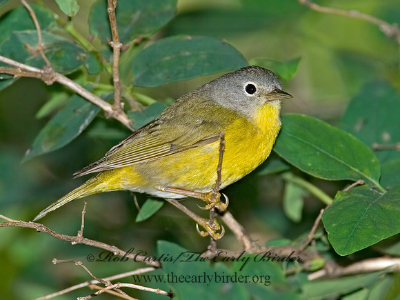 Oreothlypis ruficapilla  NASHVILLE WARBLER 6006588 z