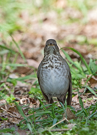 Catharus minimus  GRAY-CHEEKED THRUSH 9030102z