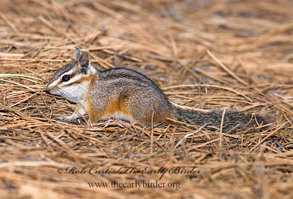 Neotamias dorsalis  CLIFF CHIPMUNK 6026949z