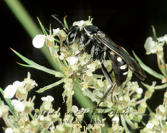 Episyron quinquenotatus  POMPILINI SPIDER WASP 1275114 z