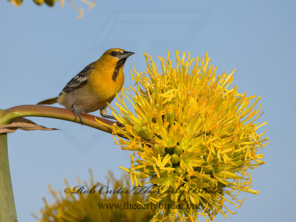 Icterus cucullatus  HOODED ORIOLE 9056616z