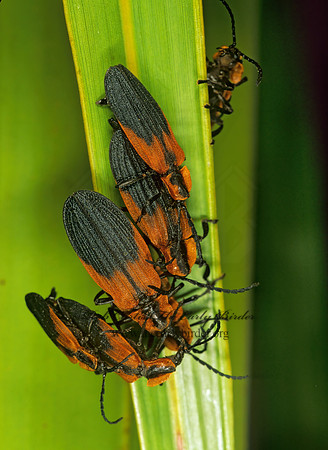 Lyconotus lateralis 248417z
