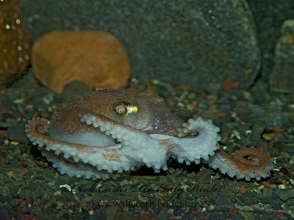 Bathypoiypus arcticus  SPOONARM OCTOPUS 9031428z