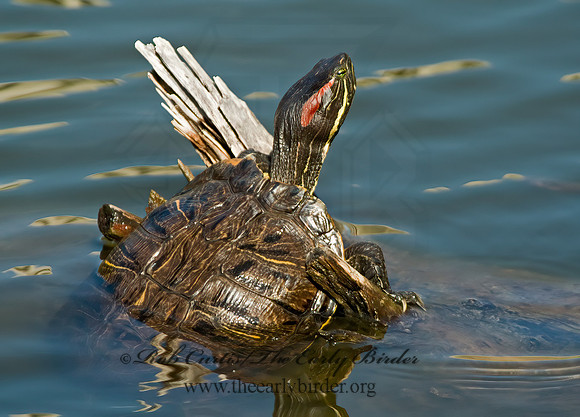 Trachemys scripta elegans  RED EARED SLIDER  4000050z