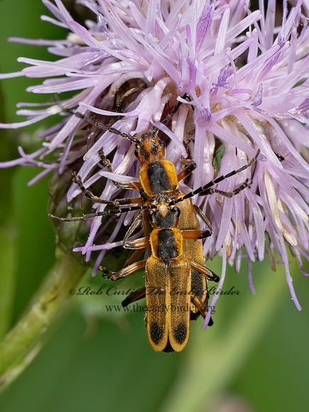 Chauliognathus marginatus  MARGINED LEATHERWING 9080146z