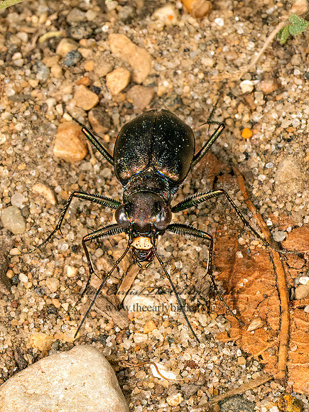 Cicindelidia punctulata  PUNCTURED TIGER BEETLE 3042792z