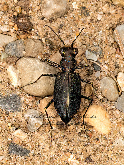 Cicindelidia punctulata  PUNCTURED TIGER BEETLE 3042793z