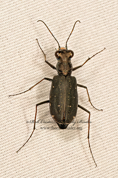 Cicindelidia punctulata  PUNCTURED TIGER BEETLE 9083776z