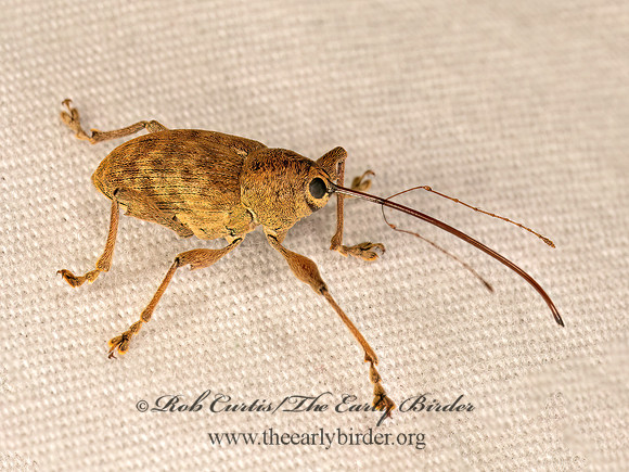Curculio  ACORN WEEVIL 1 9084130z