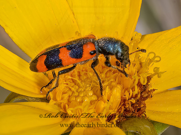Trichodes nuttalli  CHECKERED BEETLE 9079750z