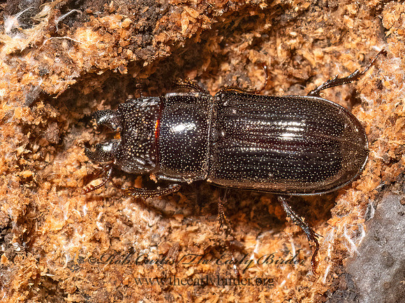 Ceruchus piceus  STAG BEETLE 9080577z