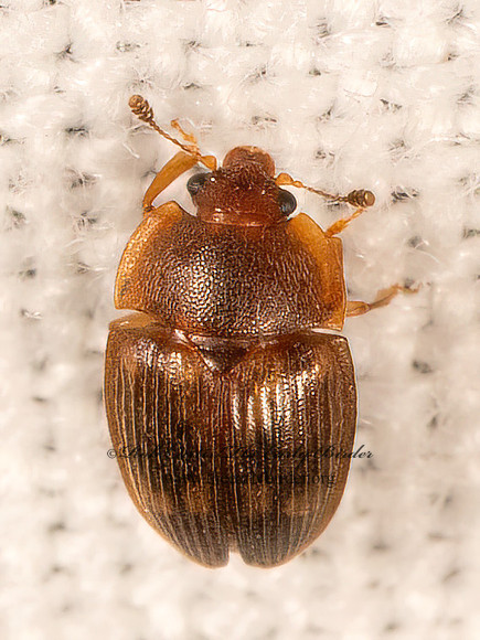 Stelidota geminata  SAP-FEEDING BEETLE 9081293z