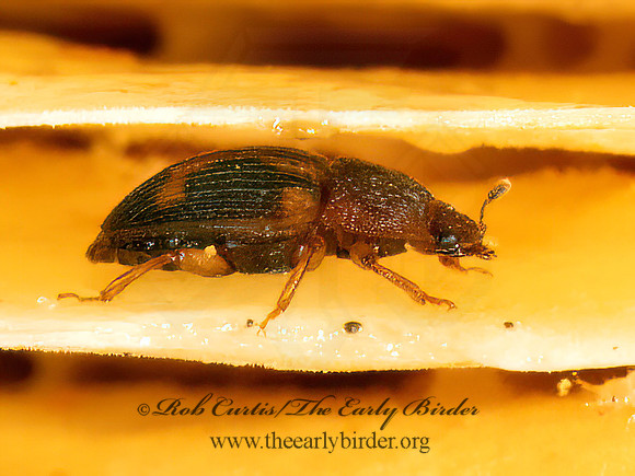 Stelidota geminata  SAP-FEEDING BEETLE 9080975z