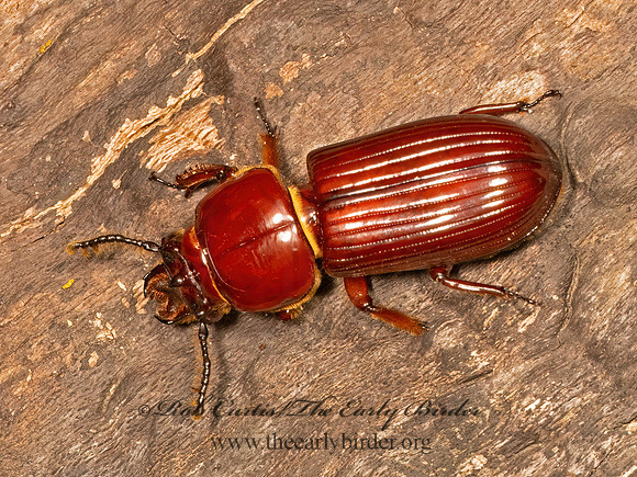 Odontotaenius disjunctus  HORNED PASSALUS 9083585z