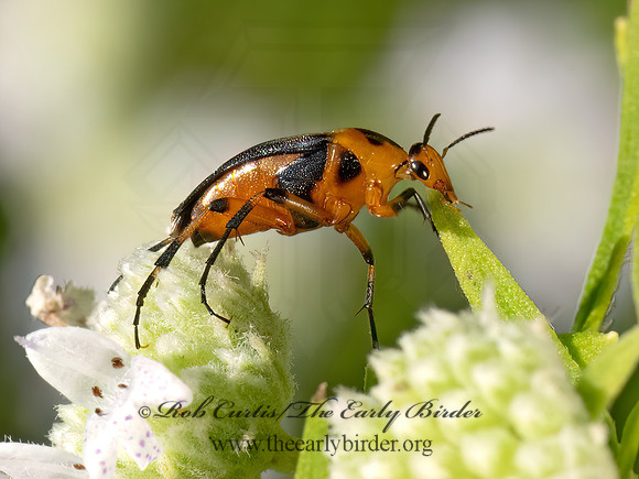 Macrosiagon limbata  WEDGE-SHAPED BEETLE 9081463z