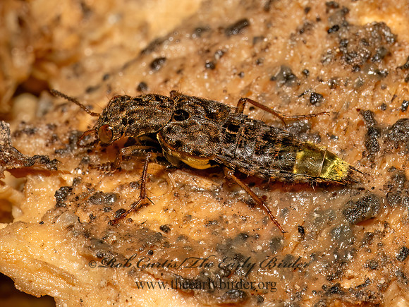 Ontholestes cingulatus  STAPHYLINI ROVE BEETLE 9080473z
