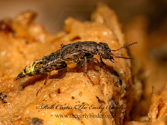 Ontholestes cingulatus  STAPHYLINI ROVE BEETLE 9079532.1z