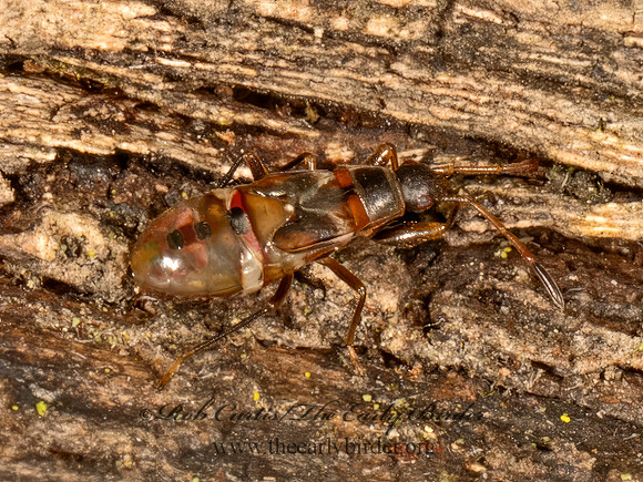 Cnemodus  DIRT-COLORED SEED BUG 9079945z