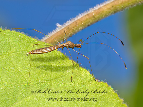 Jalysus wickhami  STILT BUG 9082538z