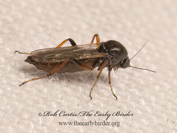 Ceratopogoninae  BITING MIDGE  9082633z