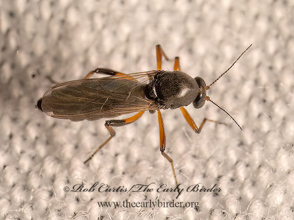 Ceratopogoninae  BITING MIDGE  9082639z