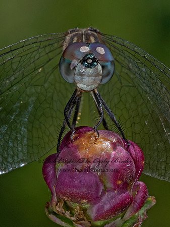 Pachydiplax longipennis BLUE DASHER 3023025-