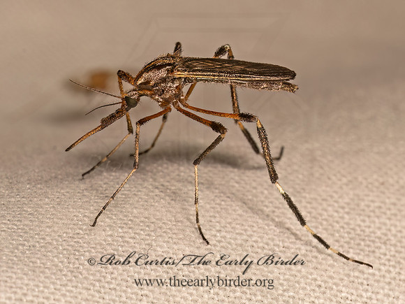 Psorophora ciliata  MOSQUITO 9081536z