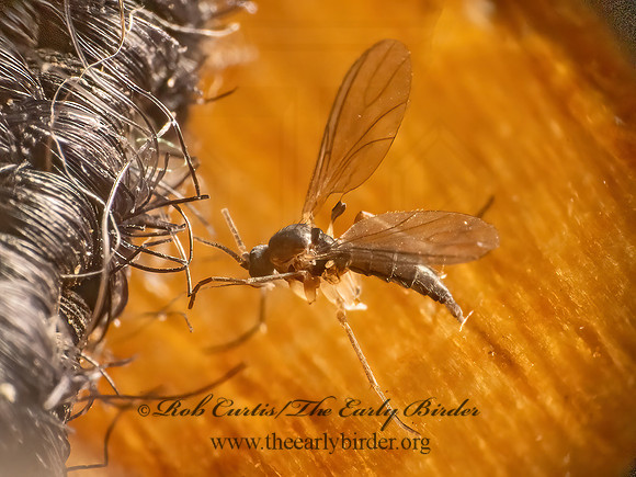 Sciaridae  DARK-WINGED FUNGUS GNAT 9081867z