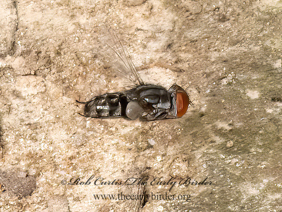 Miltogramminae  SATELLITE FLY 9080934z