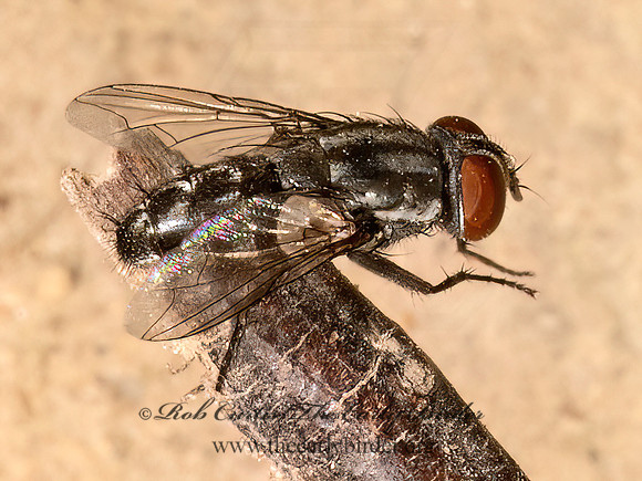 Miltogramminae  SATELLITE FLY 9080786z