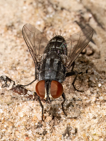 Miltogramminae  SATELLITE FLY 9080939z