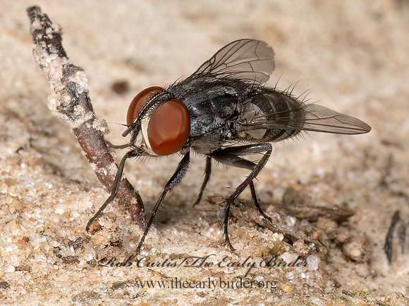 Miltogramminae  SATELLITE FLY 9080941z