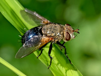 Archytas analis complex TACHINID FLY9080285z