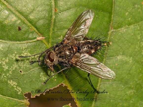 Dexiini  DEXIINAE TACHINID 9083070z