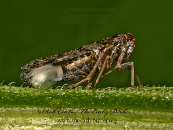Cixius nervosus  CIXIID PLANTHOPPER 9079185z