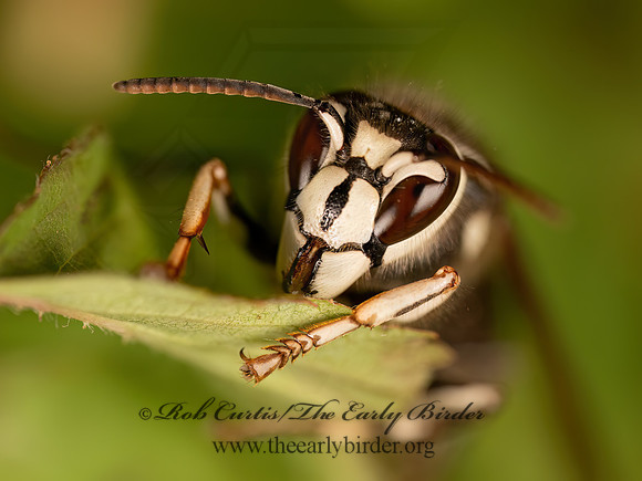 Dolichovespulta maculata  BALD-FACED HORNET 9081729z