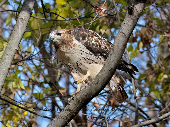 Buteo jamaicensis RED-TAILED HAWK 3042820z
