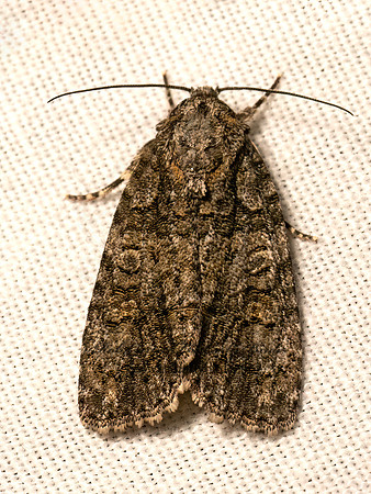 Acronicta  DAGGER MOTH 9082442z