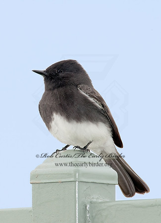 Sayornis nigricans  BLACK PHOEBE 8020713z