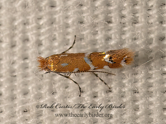 Cameraria picturatella   GRACILLARIID MOTH 9082259z
