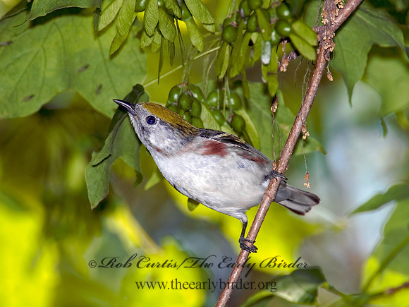 Setophaga pennsylvanica  CHESTNUT-SIDED WARBLER 6006609z