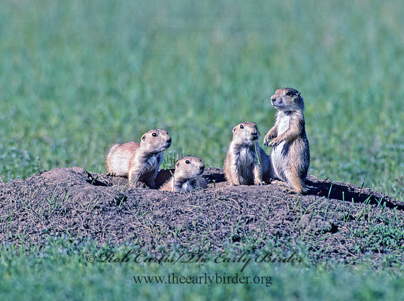 Cynomys ludovicianus  BLACK-TAILED PRAIRIE DOG 134334.1z