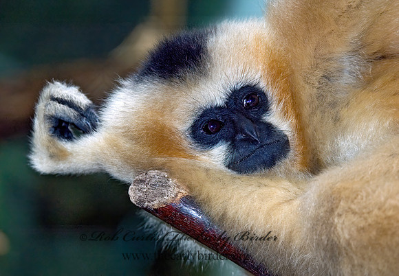 Hylobates concolor leucogenys  WHITE-CHEEKED GIBBON 5017245 z
