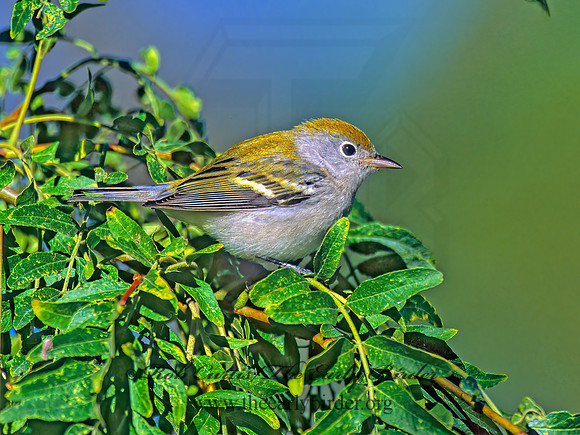 Setophaga pennsylvanica  CHESTNUT-SIDED WARBLER 1285930z