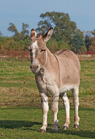 Equus asinus  DONKEY 8024219z