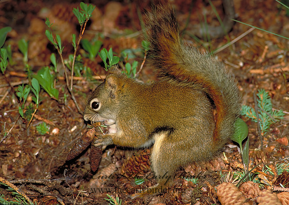 Tamiasciurus hudsonicus  AMERICAN RED SQUIRREL  240131z