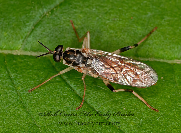 Xylomya tenthredinoides  XYLOMYID FLY 3015399z