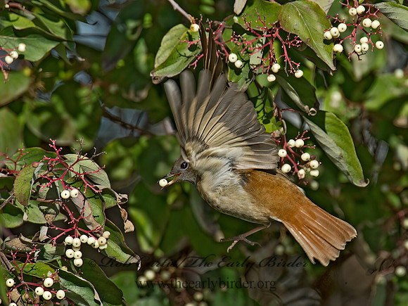 Catharus guttatus  HERMIT THRUSH 9015734z
