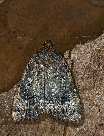 Amphipyra pyramidoides COPPER UNDERWING 7014980z