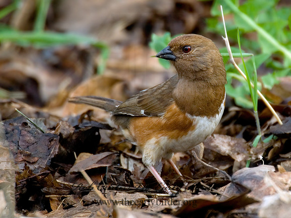 Pipilo erythrophthalmus  EASTERN TOWHEE 6003111z